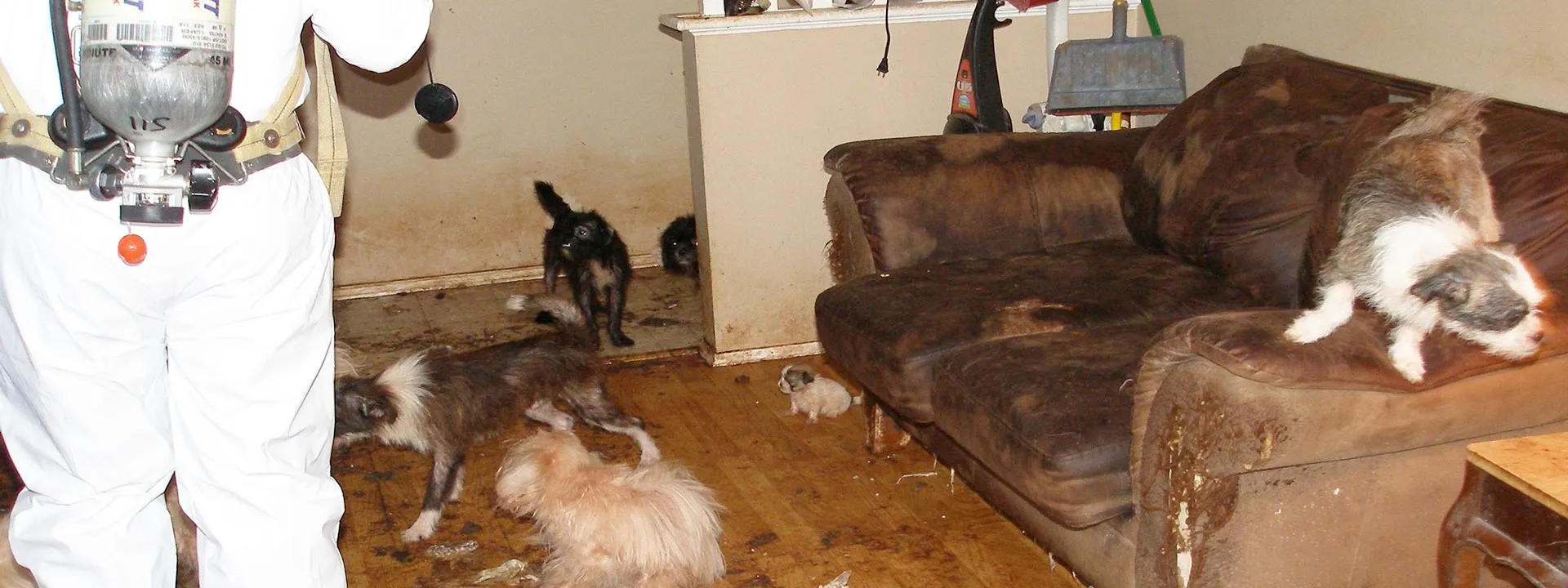 Bandeau Nettoyage syndrome de Noé et animal hoarding sur Châtenay-Malabry