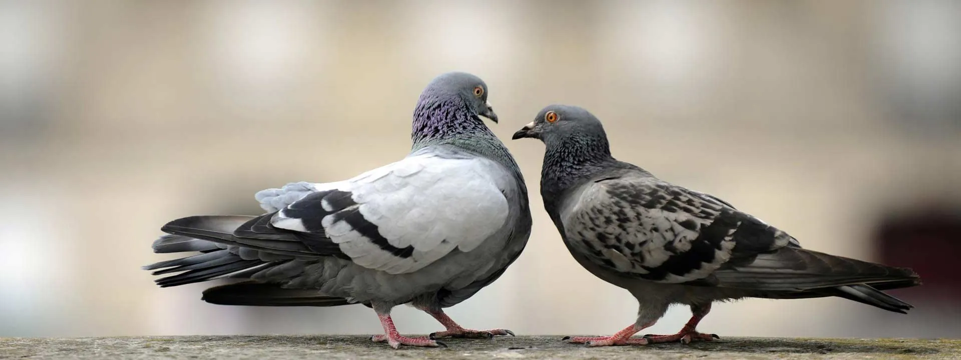 Bandeau Nettoyage de fientes de pigeons sur Savigny-le-Temple